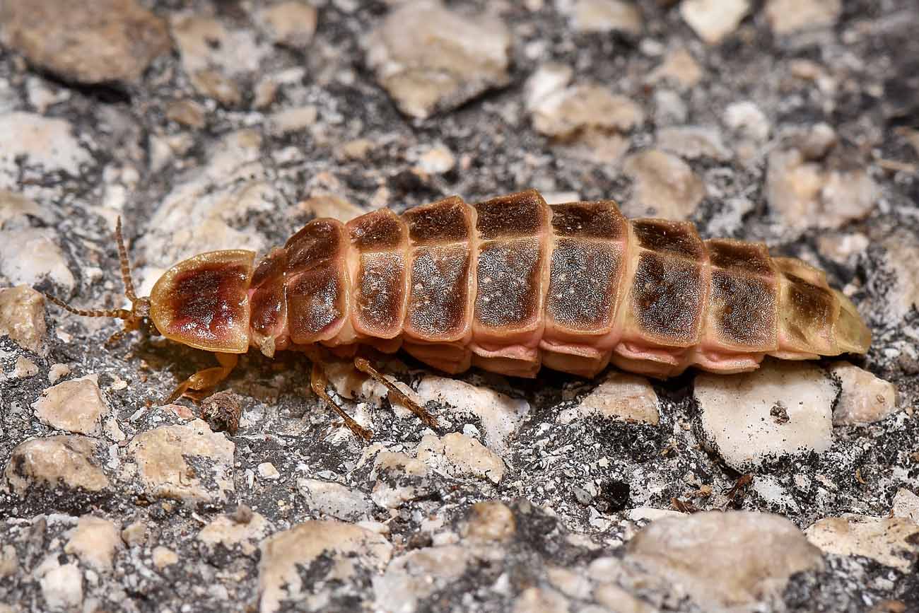 Lampyridae:  Lampyris sp.,  femmina?  S, Lampyris fuscata